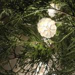 Pine