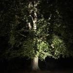 Castor - Bild 3