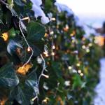 Ice - Bild 3